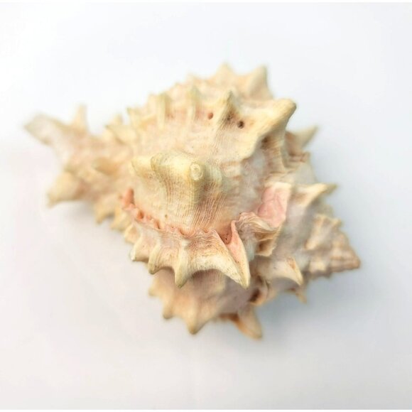 Vintage Pink Murex Conch Shell Conus Marmoreus Bandaus Lamarch  JH1361 - Picture 11 of 14